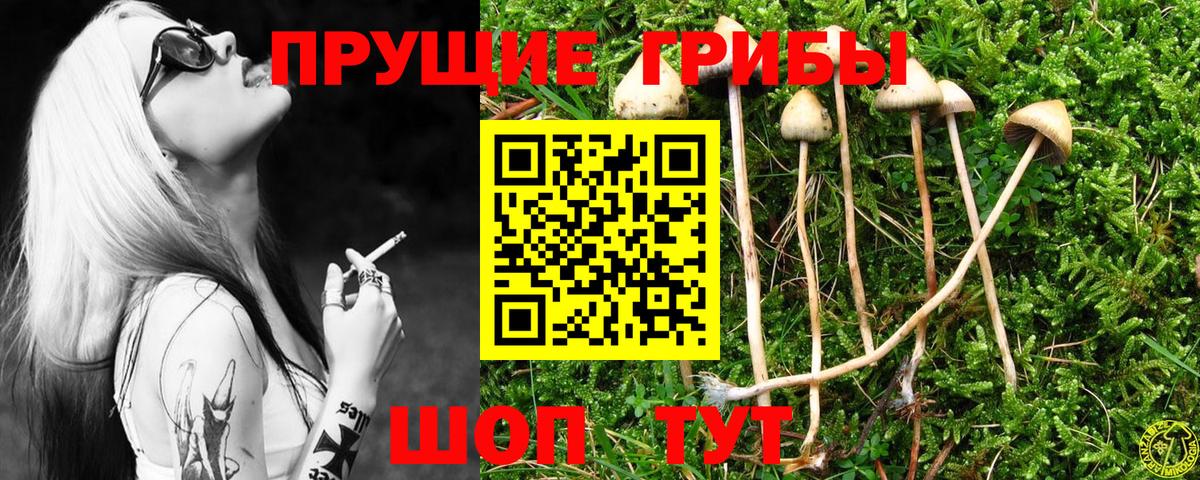 Ирбит  Псилоцибиновые грибы Psilocybe  Вход с VPN  Псилоцибиновые грибы Psilocybe 